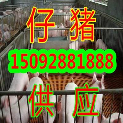 三元仔豬價格