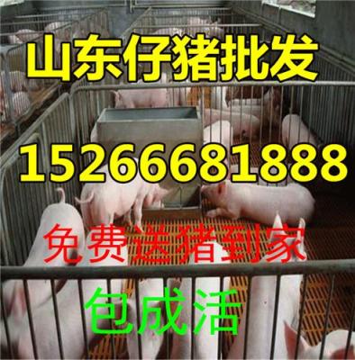 三元仔豬價格