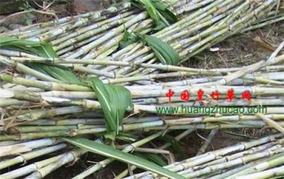 新型皇竹草种节批发 赠送牧草种植技术