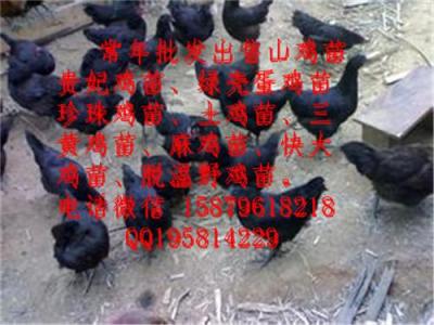 鷹潭山雞苗