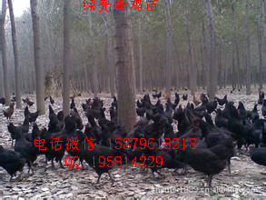 鷹潭野雞苗