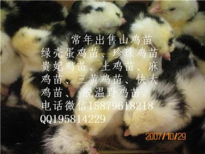 九江貴妃雞種苗