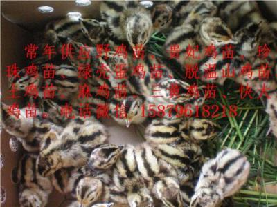贛州貴妃雞苗
