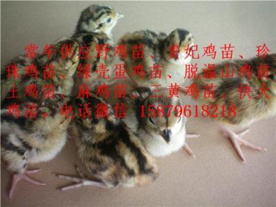 鹰潭贵妃鸡种苗