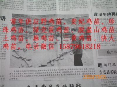 贛州貴妃雞苗
