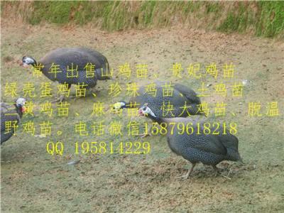 鹰潭贵妃鸡种苗