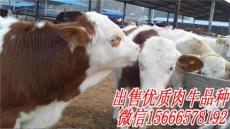 山东肉牛养殖场出售小牛犊