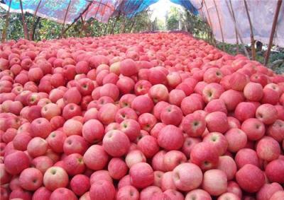 紅富士蘋果價格陜西冷庫紅富士蘋果價格