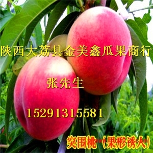 陜西毛桃價格2016年鄭三毛桃價格京紅桃價格