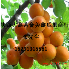 陜西金太陽杏價(jià)格