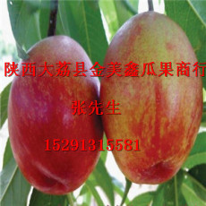 陜西大棚油桃價(jià)格