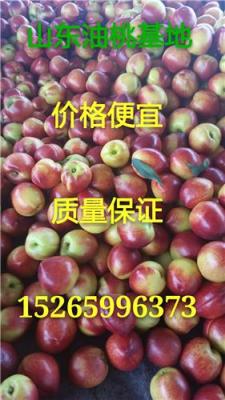 山東油桃批發(fā)基地山東油桃產(chǎn)地