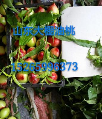 山東油桃批發(fā)基地山東油桃產(chǎn)地