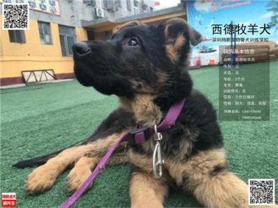 广州哪里有卖德国牧羊犬纯种德牧价格多少钱